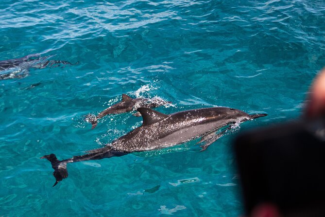 Oahu Dolphin Watch With Turtle Snorkel & Water Slide - Tour Activities and Inclusions