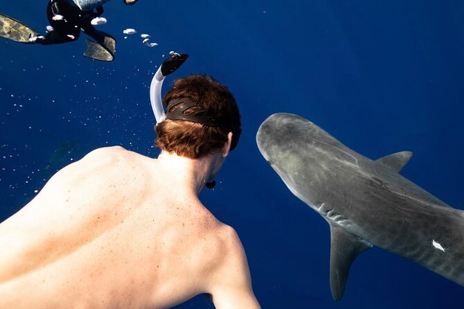 Oahu Shark Dive (No Cage) - Traveler Experiences and Reviews