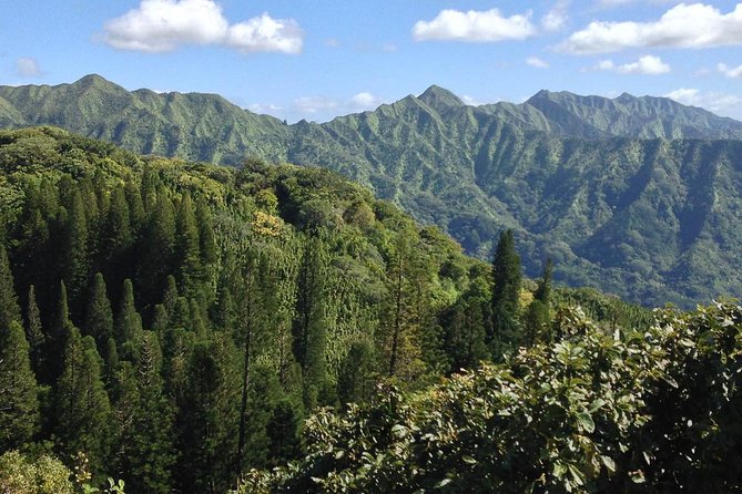 Oahu Volcanic Rainforest Hiking Adventure - Geologic Insights