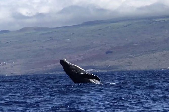 Oahu Whale-Watching Excursion - Inclusions and Amenities