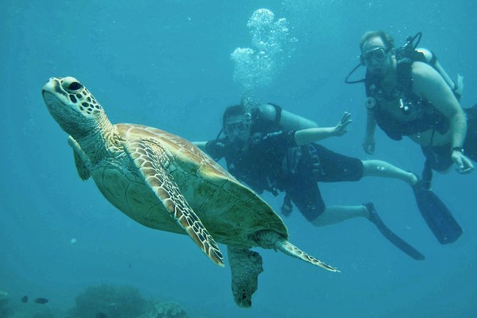 Ocean Freedom Great Barrier Reef Luxury Snorkel and Dive Cruise - Schedule and Logistics