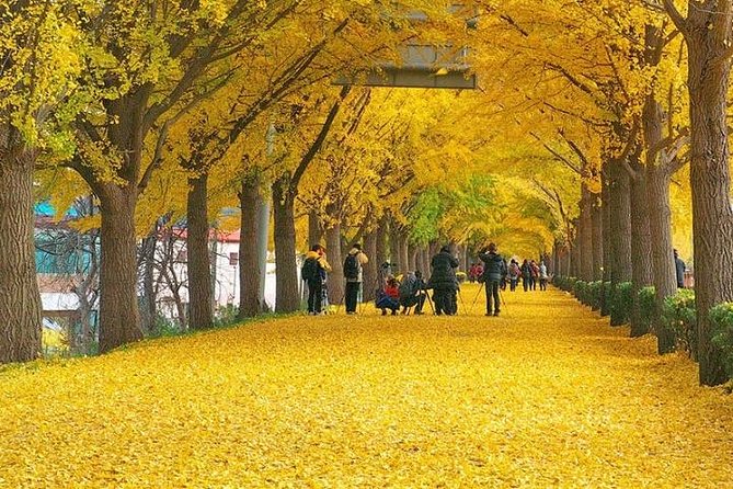 Odaesan National Park Hiking Day Tour: Explore Autumn Foliage Korea - Hiking Trail Information