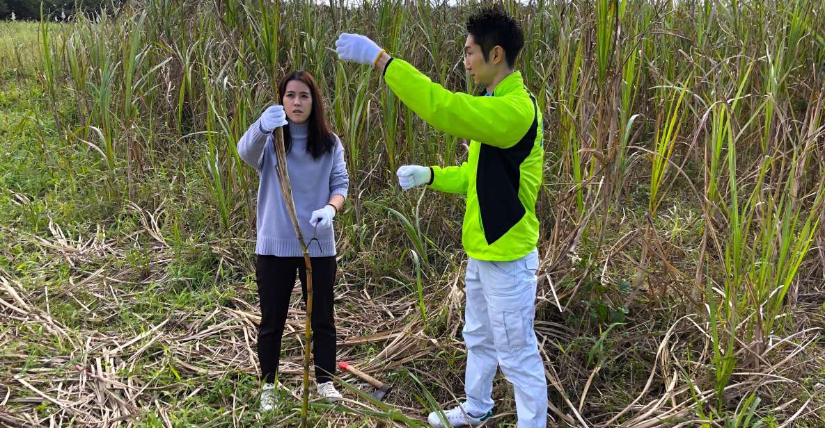 Okinawa: Harvest Sugarcane, Make Brown Sugar. Explore Nature - Experience Highlights