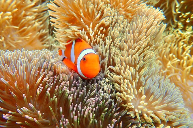 [Okinawa Miyako] Natural Aquarium! Tropical Snorkeling With Colorful Fish! - Travel Logistics