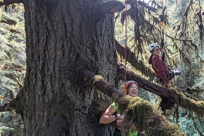 Old-Growth Tree Climbing at Silver Falls State Park - Wildlife Spotting Tips