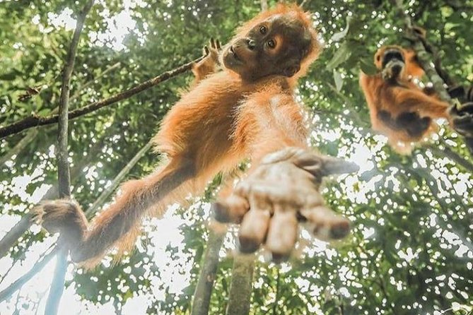 ONE DAY JUNGLE TREKKING 6-7 Hours (See Orang Utan) RAFTING in BUKIT LAWANG - Traveler Reviews