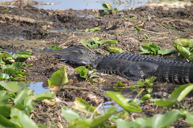 One-Hour Airboat Ride Near Orlando - What To Expect During the Ride