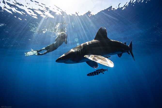 Open Water Shark Dive - Reviews and Ratings