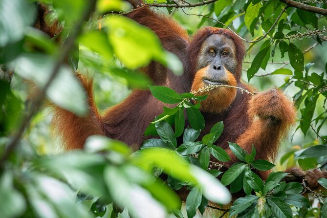 Orangutan Jungle Trek: 3 Day Adventure in Bukit Lawang, Sumatra - Tips for a Memorable Trek