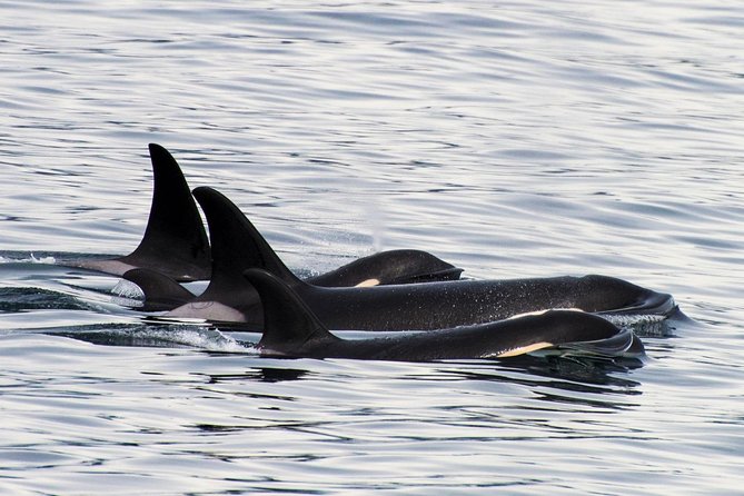 Orca Quest Cruise - Orca Watching Experience Details