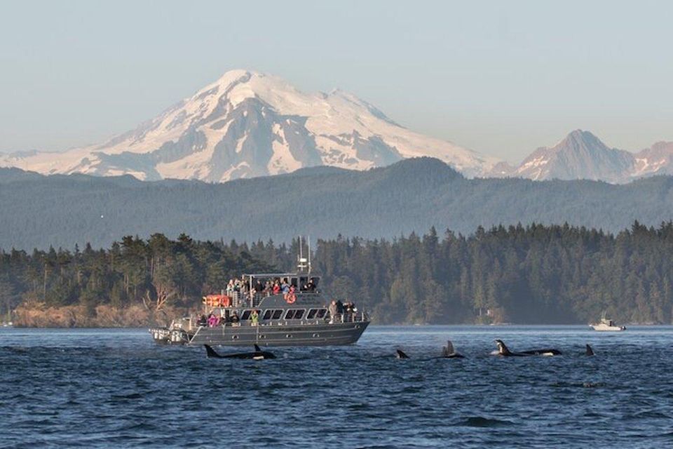 Orcas Island: Whale Watching Guided Boat Tour - Full Description