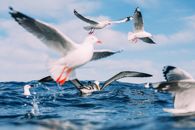 Otago Harbour Wildlife Cruise (Dunedin Shore Excursion) - Customer Reviews and Ratings