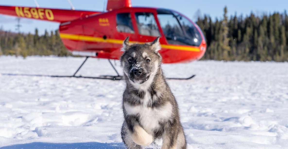 Palmer: "Dogs and Glaciers" Sledding and Helicopter Tour - Experience Highlights
