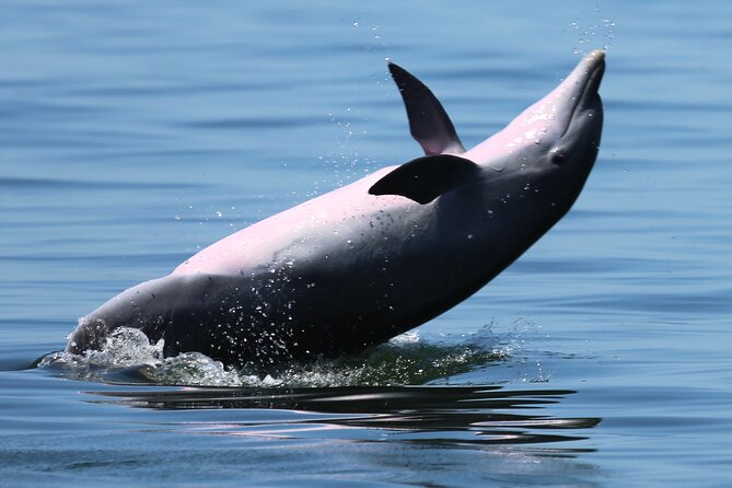 Pensacola Beach Jolly Dolphin Cruise and Scenic Bay Tour - Important Logistics