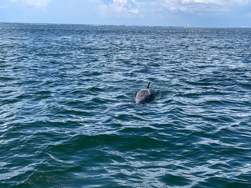 Pensacola Beach Sunset Dolphin Tour Private up to 6 Ppl - Full Description