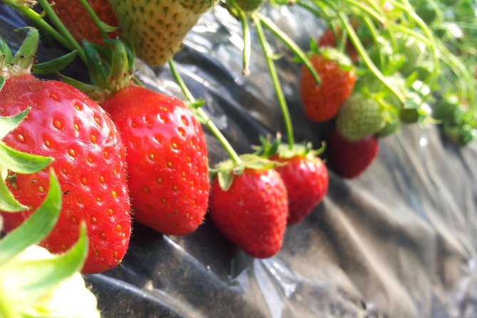 [Perfect Private Tour] Nami Island, Petite France and Organic Strawberry Farm - Traveler Reviews