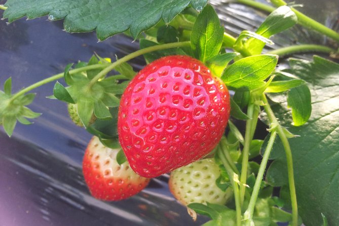[Perfect Private Tour] Strawberry Farm & Nami Island & Lunch - Booking Information