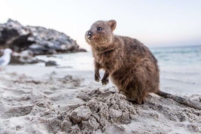 Perth to Rottnest Island Roundtrip Ferry Ticket - Quokka Encounter on Arrival
