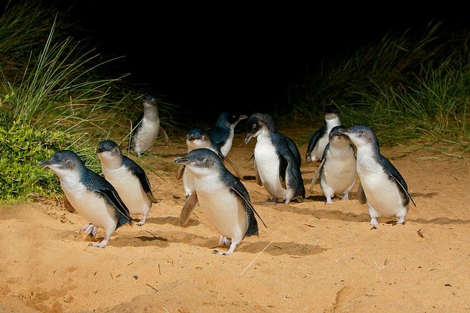 Phillip Island and French Island Wildlife Expedition - Sunset Penguin Parade
