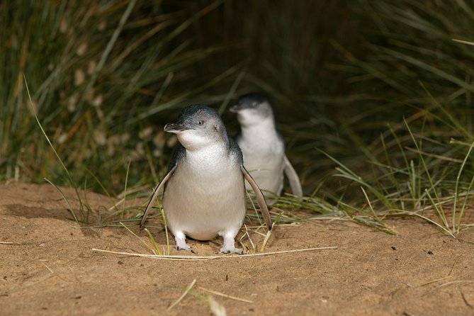 Phillip Island Day Trip From Melbourne With Penguin Plus Viewing Platform - Traveler Testimonials