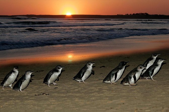 Phillip Island Penguin and Koala Highlights Day-Trip From Melbourne - Cancellation Policy
