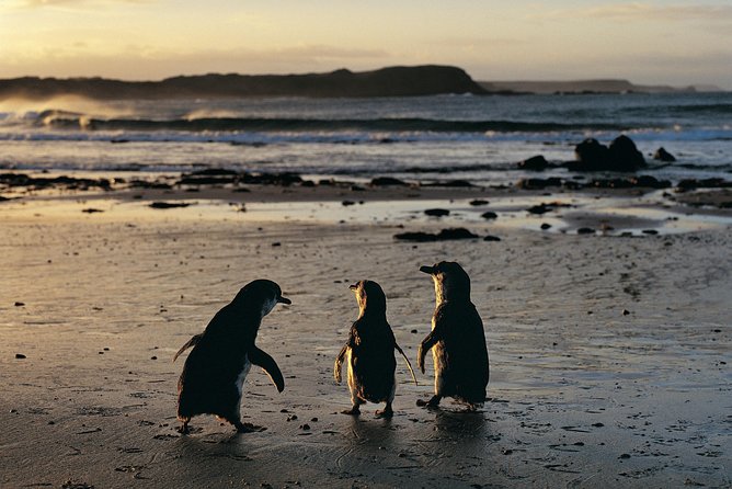 Phillip Island Penguin Parade Day Trip With Koala Conservation Reserve Visit - Cancellation Policy Details