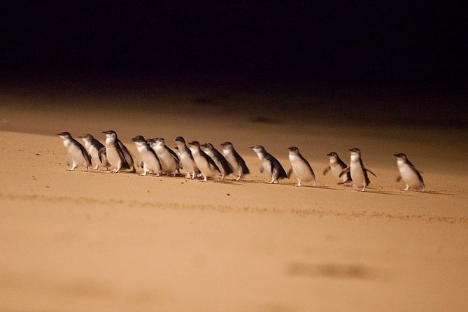 Phillip Island Penguin Parade Express Tour From Melbourne - Tour Highlights