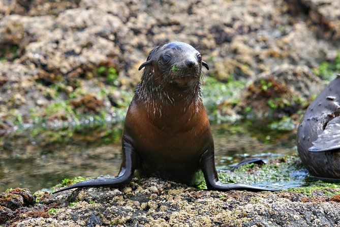 Phillip Island Seal-Watching Cruise - Boarding Information