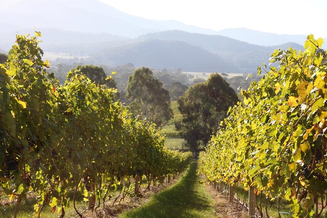 Pizzini Wines King Valley Esperienza - Private Wine Tasting & Grazing Plate - Experience Requirements