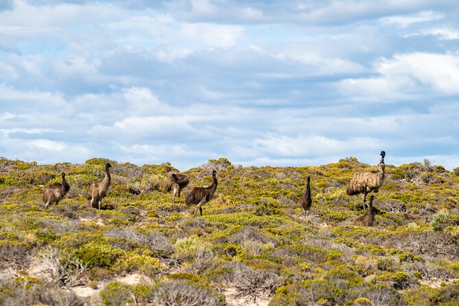 Port Lincoln Full-day Exploration Tour - Expert Guides