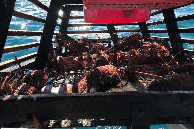 Premium Live Lobster Tours Presented Sashimi or BBQ Style - Operating Information