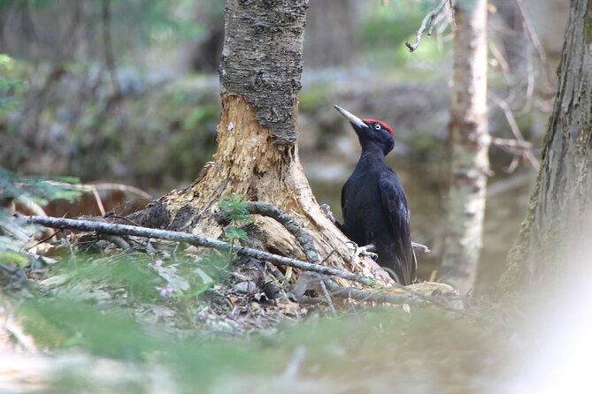 Primeval Forest and Stunning Views of Cliff Trekking Tour - Equipment and Attire Provided