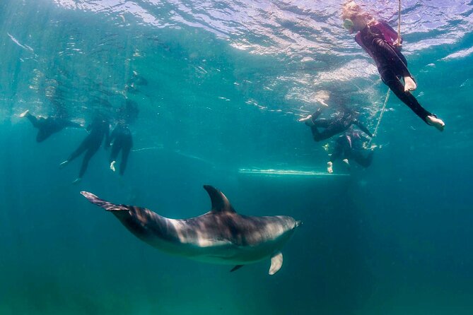 Private 2 Hour Dolphin and Seal Swim Mornington Peninsula - Pricing and Inclusions