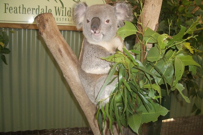 PRIVATE All Blue Mountains Tour, Wildlife Park and River Cruise - Inclusions and Logistics