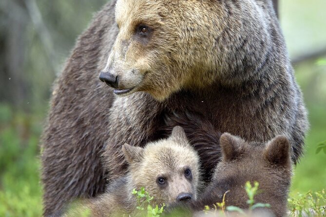 Private All-Day Tour of Yellowstone National Park - Meeting and Pickup Information