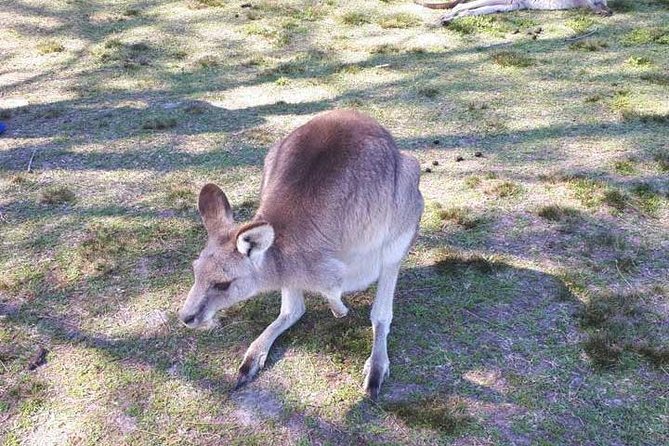 Private Blue Mountains Tour With Kangaroo and Koala Experience - Reviews and Customer Feedback