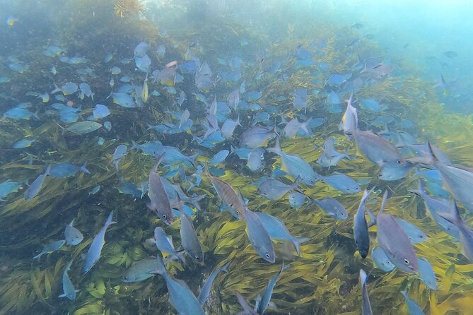 Private Charter 5 Hour Snorkel and Paddleboard the Poor Knights - 1 to 12 People - Tour Information