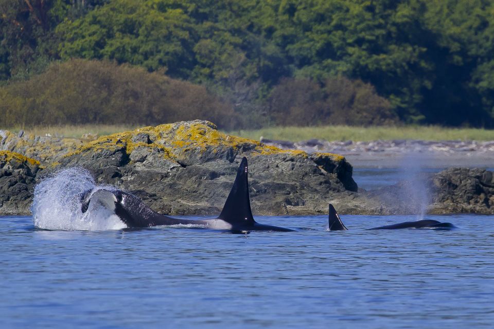 Private Charter - Marine Life and Whale-Watching Boat Tour - Experience Highlights