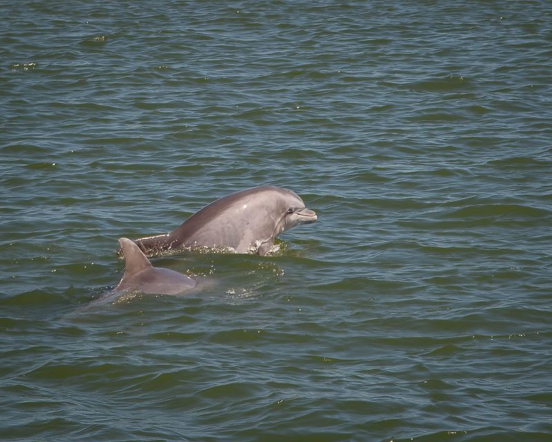 Private Dolphin Tours in the Amazing Savannah Marsh - Inclusions and Amenities