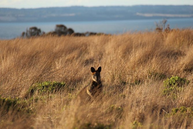 Private Great Ocean Road - The Ultimate Aussie Adventure - What To Expect on the Tour