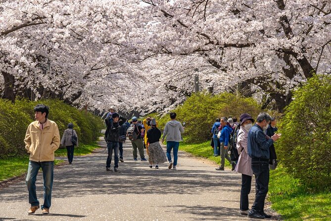 Private Hiroshima Cherry Blossom and Sakura Experience - Best Time to Visit