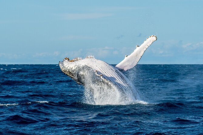 Private Luxury Intimate Whale Watching - Booking Information