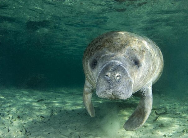 Private Manatee Swim for up to 6 With In-Water Divemaster/Photographer - Equipment and Amenities