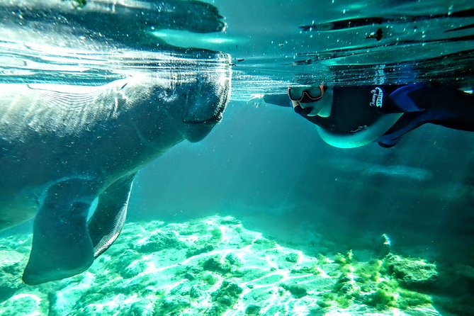 Private Manatee Tour for up to 10 - Meeting and Pickup Details