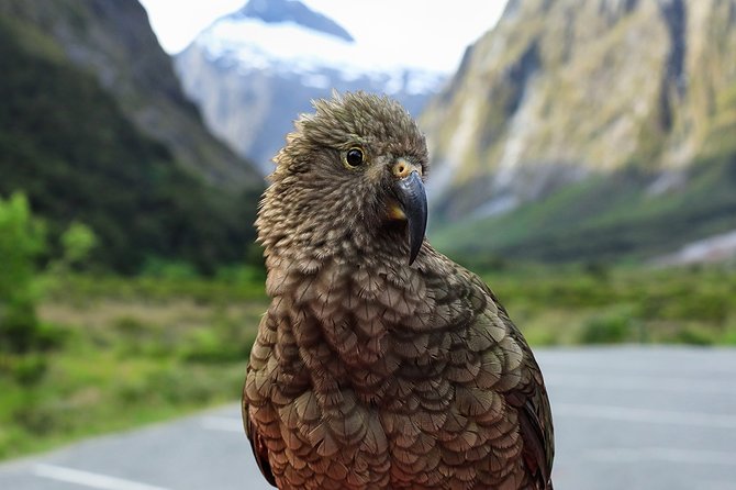 Private Milford Sound Tour With Cruise & Lunch From Te Anau - Itinerary Overview