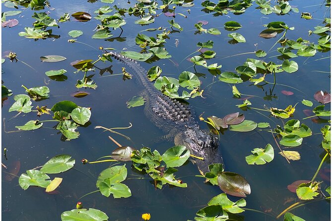 Private River Of Grass Everglades Airboat Adventure - Additional Information