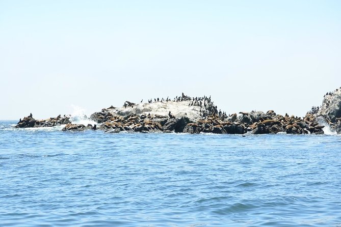 Private Sailing Tour of Bodega Bay - Safety Regulations