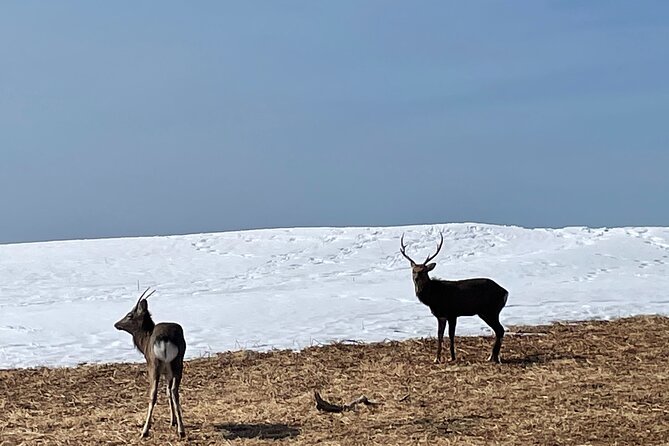 Private Snow Shoe Tour in Shiretoko National Park - Transportation Details