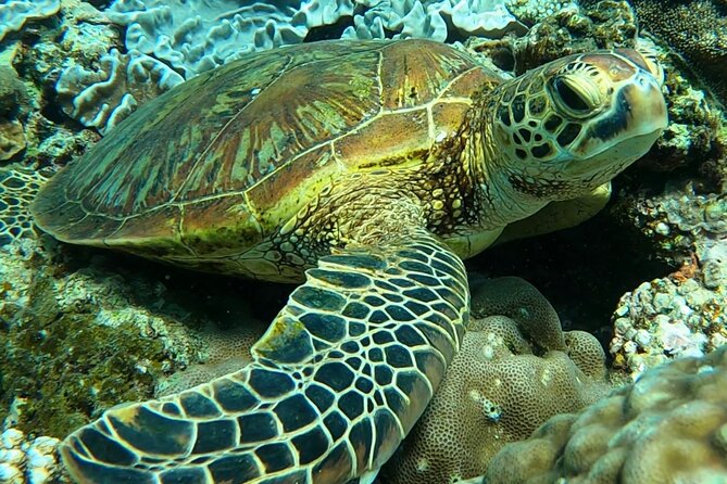 Private Swimming and Snorkeling Tour With Sea Turtles in Amami - Confirmation and Eligibility