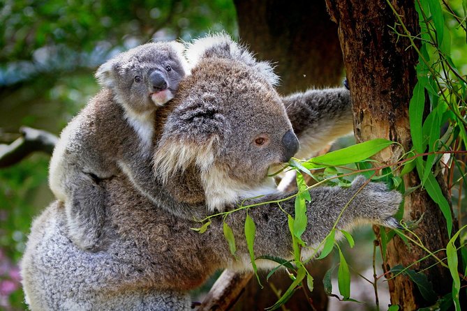 Private Three Day Great Ocean Road Tour - Itinerary Highlights